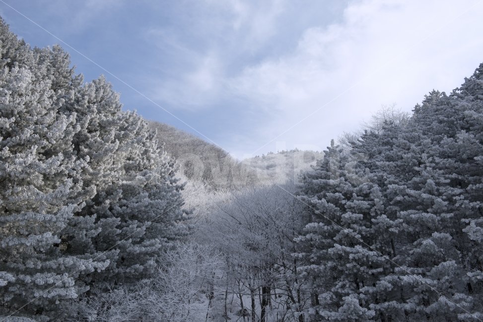 상고대,강원도,태기산,겨울,설산,눈,풍경,자연,여행,강추위,추운,숲,정상,얼음,산악,야외,스노우,햇빛,안개,화이트,흰색,겨울철,동계,바람,눈꽃,등산,산행,백두대간,설경,나무,추위,겨울산,구름,소나무,잣나무,겨울,계절,winter,season,자연,풍경,nature,landscape,한국자연풍경,한국자연경관,korea nature landscape,plant,식물,tree,fir,전나무,abies,아비,outdoors,옥외,ice