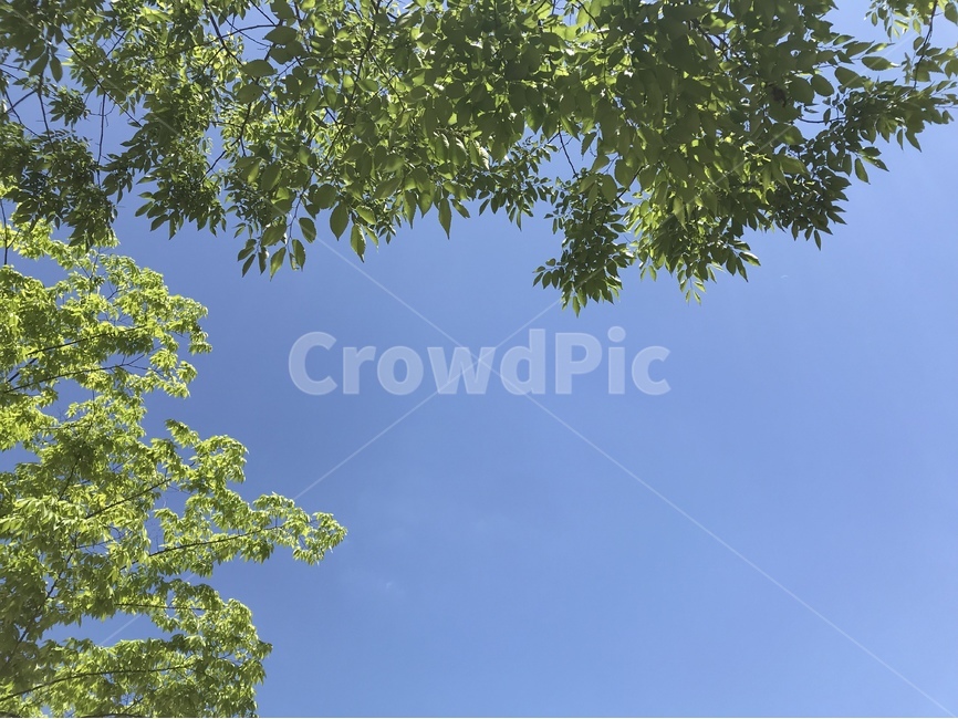 sky,blue,파란,하늘,나무,tree,자연,풍경,nature,landscape,plant,식물,tree trunk,나무 줄기