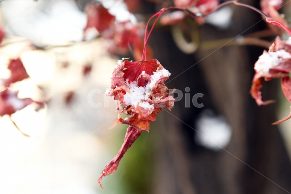 첫눈,눈,겨울,못다핀꽃,과일,가을끝,풍경,단풍,겨울,계절,winter,season,식물,자연,plants,nature