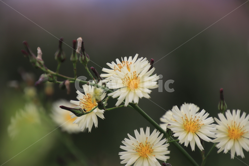 식물,씀바귀,봄나물,가을꽃,전국산야,식물,자연,plants,nature,꽃,flower