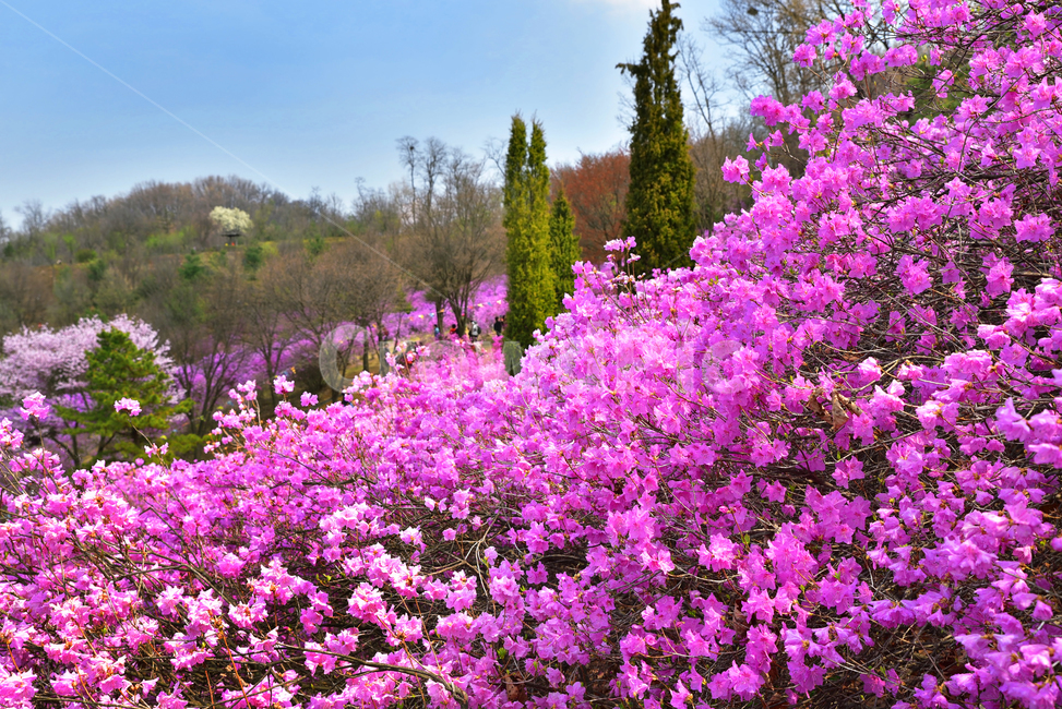 진달래,원미산,부천시,진달래축제,분홍꽃,식물,꽃나무,plant,flower,blossom,식물,자연,plants,nature,꽃,flower