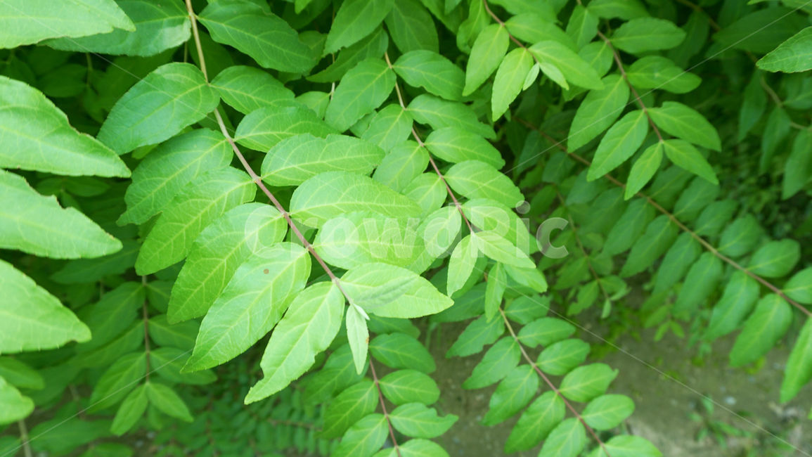 나뭇잎,식물,잎,plant,leaf,자연,싱그러운,초록잎,초록색,줄기,배경화면