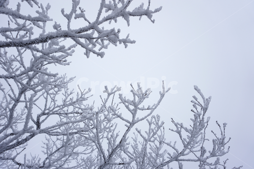 nature,자연,outdoors,옥외,ice,빙,snow,눈,frost,서리,겨울산,나무,나무가지,겨울,계절,winter,season