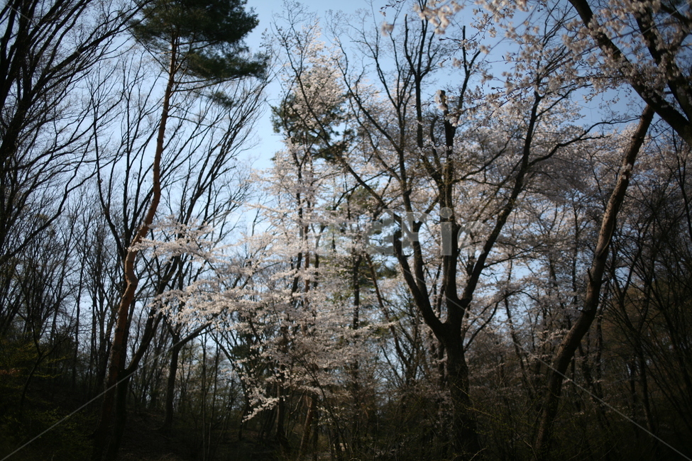 꽃,벚꽃,cherryblossom,blossom,식물,나무,tree,풍경,plant