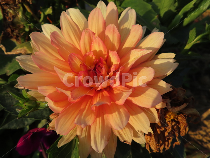 쌍떡잎,식물,꽃,아름다움,주황색,화려한,flowers,beauty,orange,sunny