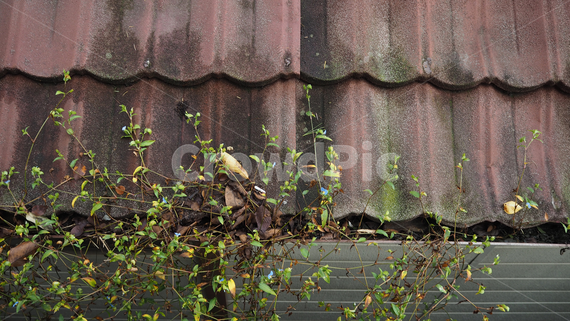 식물,야외,그린,plants,outdoors,green,식물,자연,plants,nature