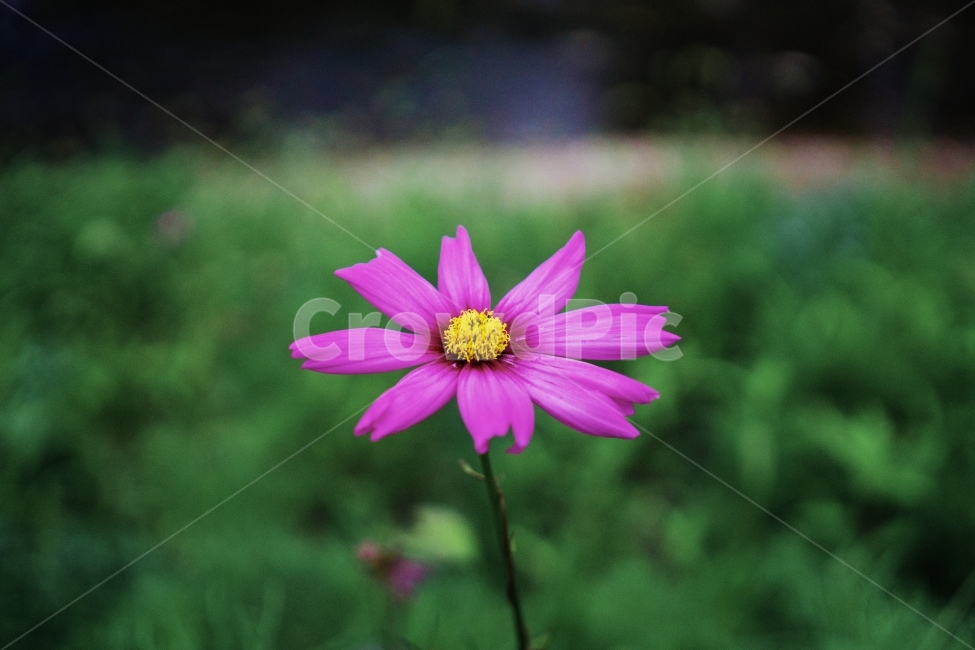 꽃,자연,초록,분홍,nature,flower,pink,green,식물,자연,plants,nature,꽃,flower