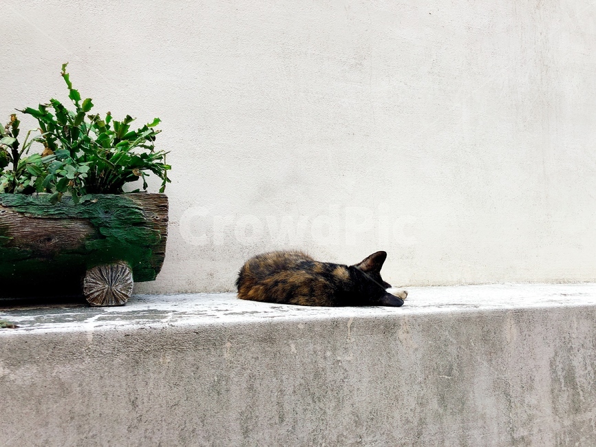 낮잠,길고양이,얼룩무늬,얼룩고양이,평온함,여유로움,나른함,고양이,cat