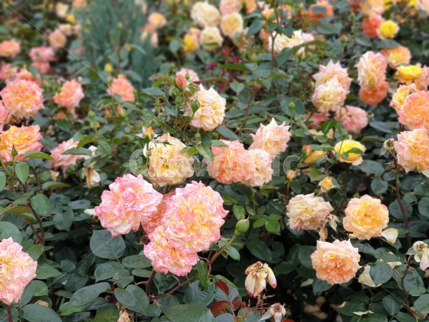 주황장미,노란장미,장미꽃,꽃,rose,알록달록장미,장미밭,자연,식물,장미원,장미,야외,꽃축제