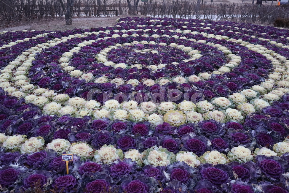 식물,원,plant,rug,circle