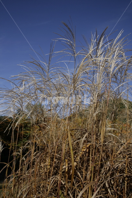 억새,풀,하늘,가을,식물,가을,계절,fall,autumn,season,식물,자연,plants,nature,grass,잔디,plant