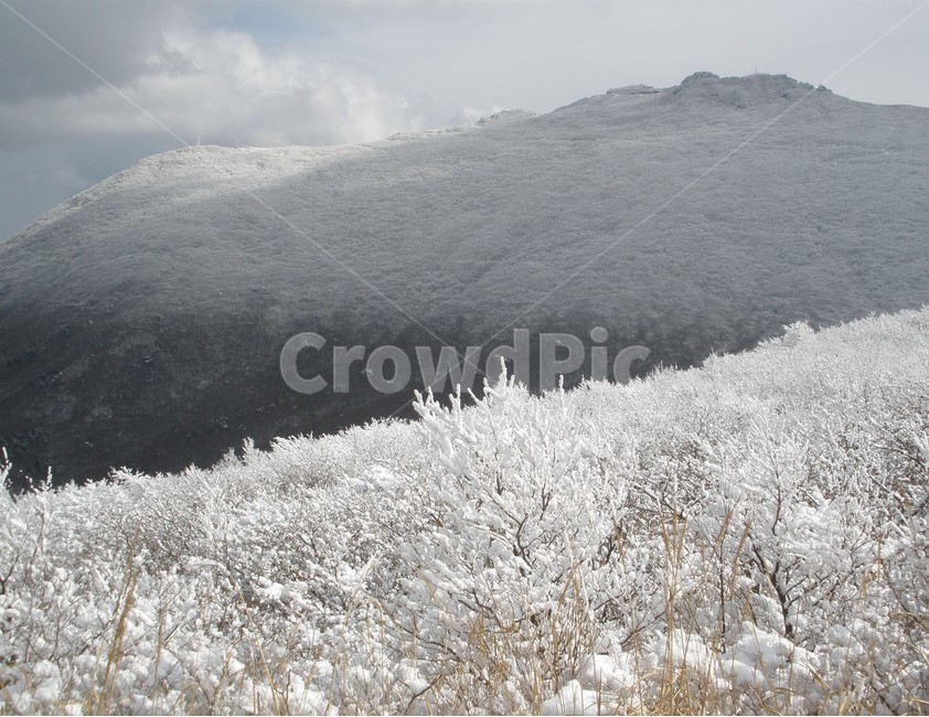 겨울,겨울산,눈,갈대,겨울풍경,겨울,계절,winter,season,자연,풍경,nature,landscape,outdoors,옥외