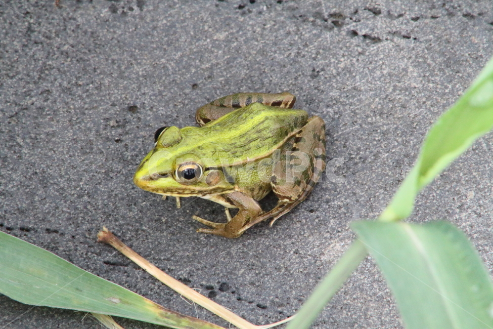 개구리,양서류,동물,토종개구리,frog,동물,animal,파충류,양서류,reptile,amphibian