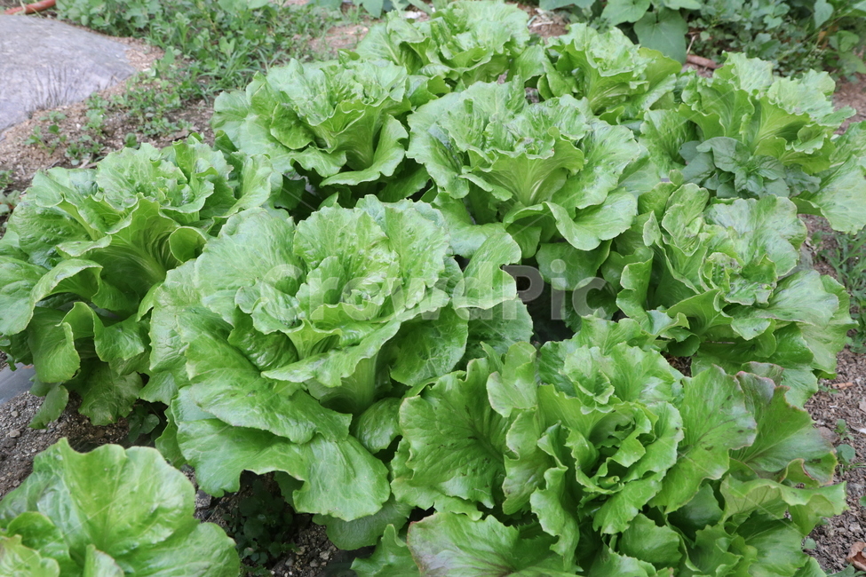 상추,재배,채소,텃밭,음식,그린,푸드,식용작물,식물,자연,plants,nature,채소,야채,vegetables,산업,industry,industrial,농업,농사,agriculture,farming,farming industry
