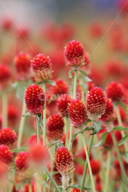 꽃,식물,천일홍,자연,감성사진,식물,자연,plants,nature,꽃,flower