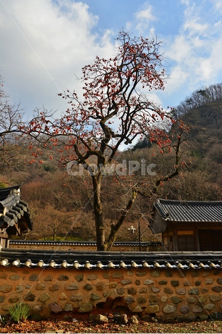 nature,자연,outdoors,옥외,장성,백양사,plant,식물,food,음식,fruit,과일,tree,나무,persimmon,감,감나무,홍시,담장,돌담장,사찰,절,불교