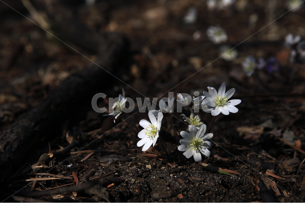 노루귀,청노루귀,야생화,봄야생화,설악산야생화,식물,자연,plants,nature,꽃,flower