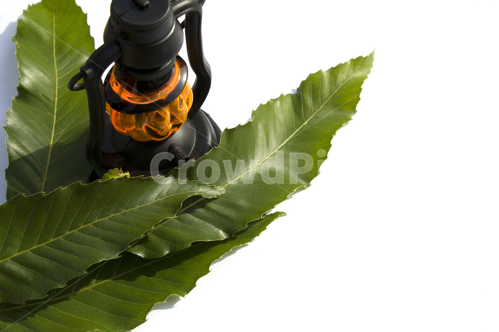 램프,호박,호박램프,할로윈,가을,전등,조명,소품,흰배경,생활용품,생활소품,조명기기,호박얼굴,검정,검은색,블랙,주황색,주황,잎,잎사귀,나뭇잎,이파리,녹색,그린,초록색