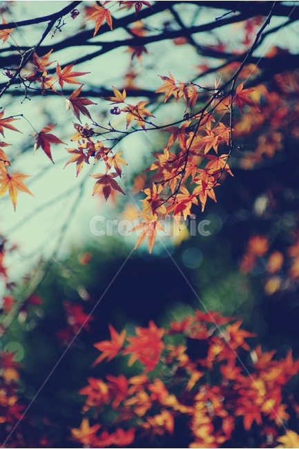 가을,단풍,autumn,단풍잎,maple,산,빨강,red,가을,계절,fall,autumn,season,식물,자연,plants,nature,감성,sensible,feeling,plant,leaf,잎,tree,나무