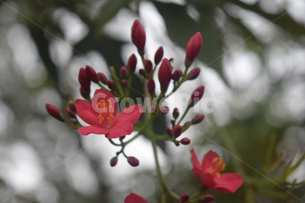 꽃,식물,flower,식물원,다홍,열대식물,식물,자연,plants,nature,꽃,flower