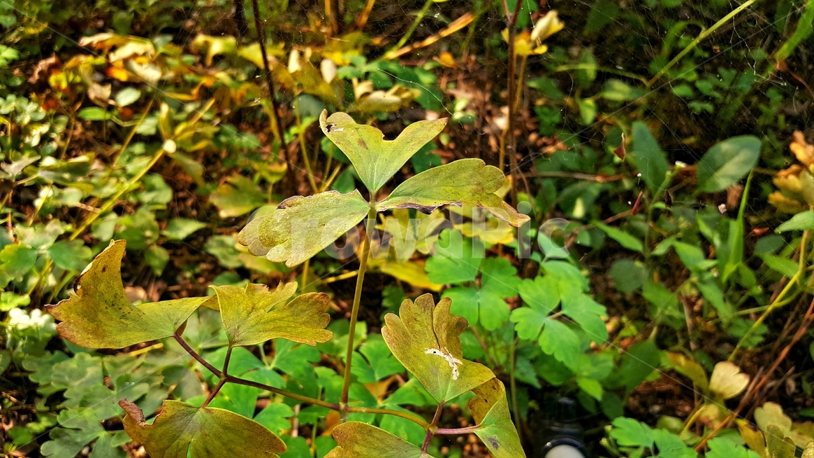 매발톱꽃,잎,식물,자연,갈변
