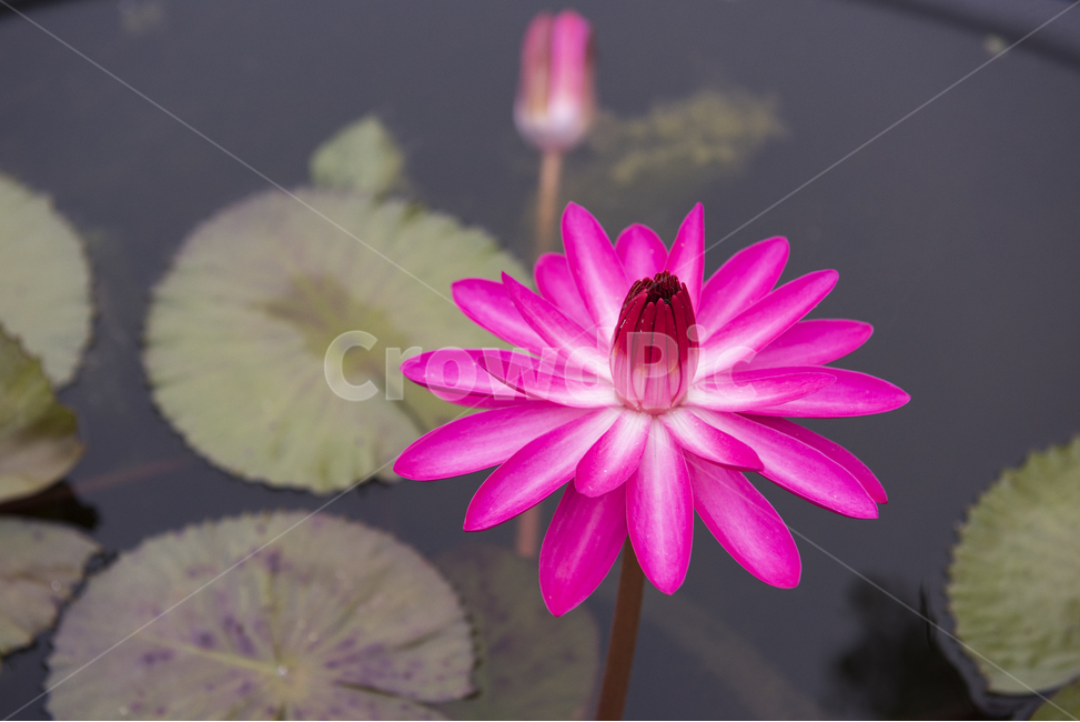 연꽃,연잎,연못,홍련,핑크,녹색,연꽃밭,식물,자연,plants,nature,꽃,flower