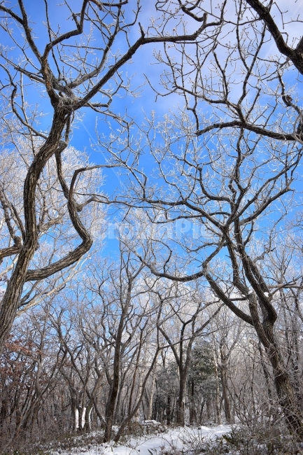 태백산,설경,상고대,눈꽃,풍경,겨울,겨울왕국,서리꽃,눈,천제단,자연,스포츠,등산,산행,nature,snow,설국,겨울풍경,느낌,아름다운,신비로운,경이로운,다큐,필,디자인,힐링,명산,국립공원,순백,landscape,winter,season,영산,겨울,계절,winter,season,자연,풍경,nature,landscape,식물,plants,나무,trees,wood,tree,tree trunk,나무 줄기,plant