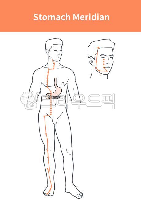 족양명위경,stomach,위장,경락,meridian,한의학,일러스트