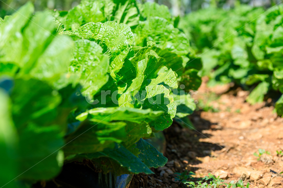 상추,신선한,식물,야채,식품,채소,야채,vegetables,산업,industry,industrial,농업,농사,agriculture,farming,farming industry