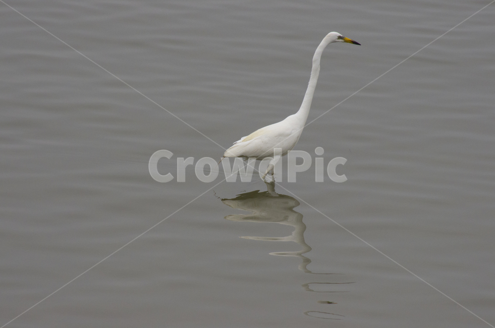 왜가리,조류,물가,하천,새,heron,bird,river,풍경,풍경사진,감성,감성사진,정취,백로