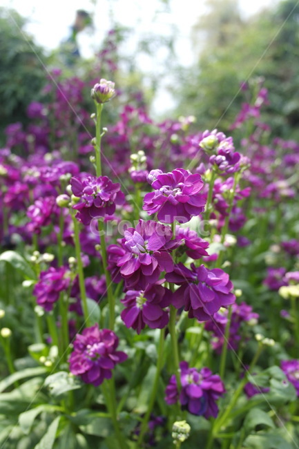 식물,꽃,flower,blossom,plant,식물,자연,plants,nature,꽃,flower