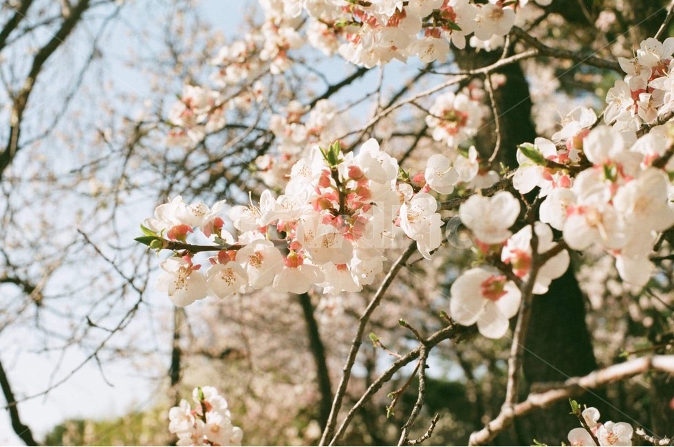 봄꽃,flower,벚꽃축제,벚꽃나무,벚꽃,봄,계절,spring,season,식물,자연,plants,nature,꽃,flower,plant,blossom