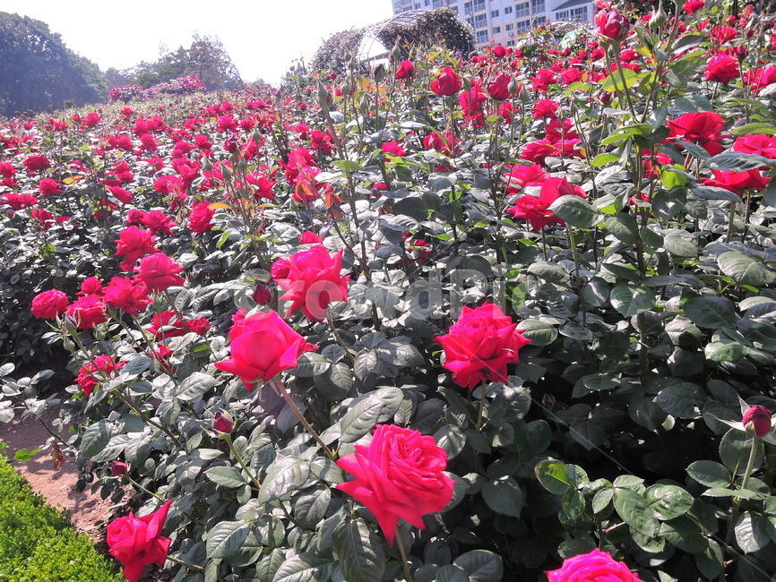 장미,장미원,장미꽃,flower,rose,꽃,식물,화원,장미공원,공원,식물,자연,plants,nature,꽃,flower