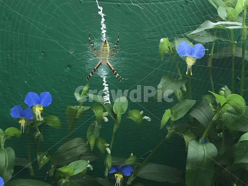 거미,spider,거미줄,꽃,flower,식물,자연,plants,nature,꽃,flower,곤충,벌레,insect,bug