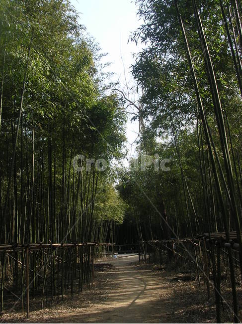 산책길,식물,plant,대나무,bamboo,자연,풍경,nature,landscape