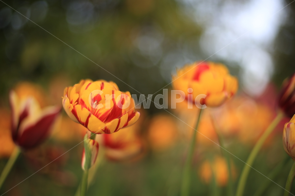 봄,꽃,튤립,연지공원,햇살,꽃말,봄,계절,spring,season,식물,자연,plants,nature,꽃,flower,감성,sensible,feeling,plant,blossom,petal,꽃잎