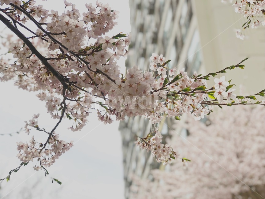 벚꽃,꽃,봄,flower,cherryblossom,spring,계절
