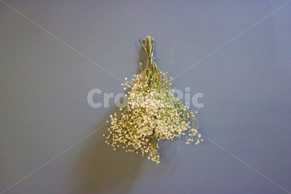 안개꽃,꽃,감성사진,flower,자연,휴식,봄,여름,곷송이,이쁜꽃,감성,빈티지,색감,힐링,plants,nature,식물,식물,자연,plants,nature,꽃,flower,실내용화초,화분,화초,house plant,인테리어,실내디자인,interior design