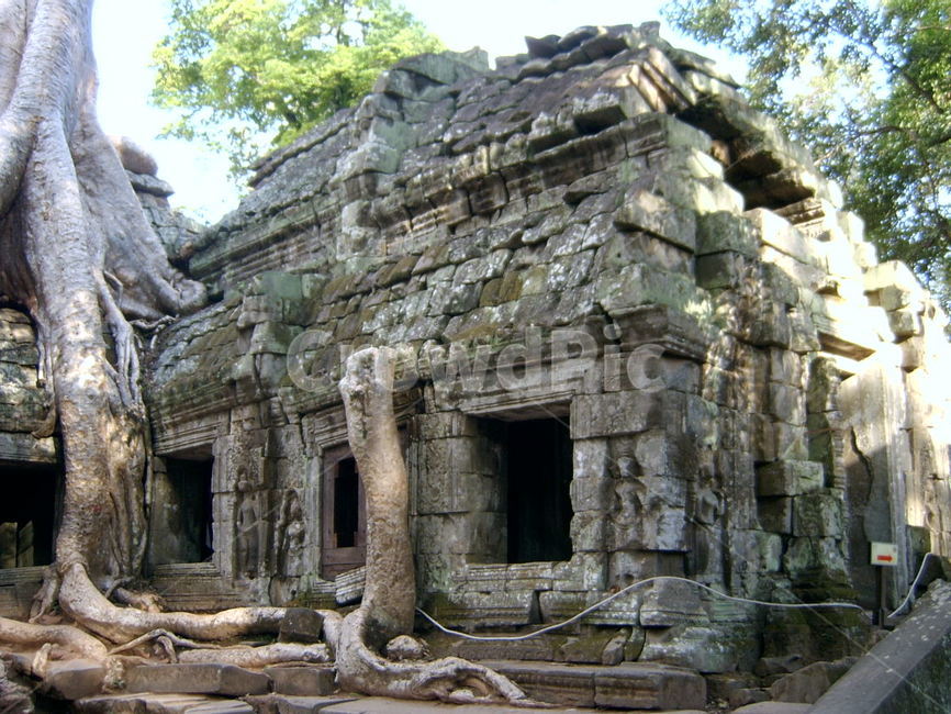 cambodia,캄보디아,앙코르와트,크메르,유적,유적지,뿌리,거대나무