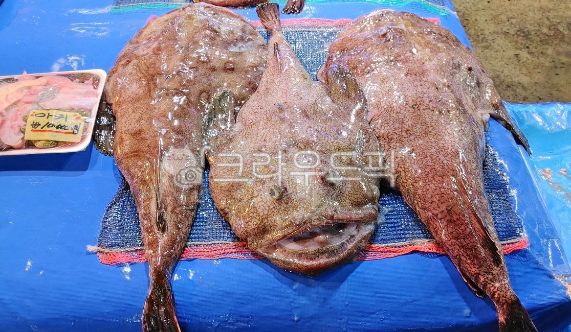수산물,아구,아귀,물텀벙,생아구,요리재료,음식,seafood,해산물,식재료,수산시장,어시장,시장,바다생물,아구찜재료