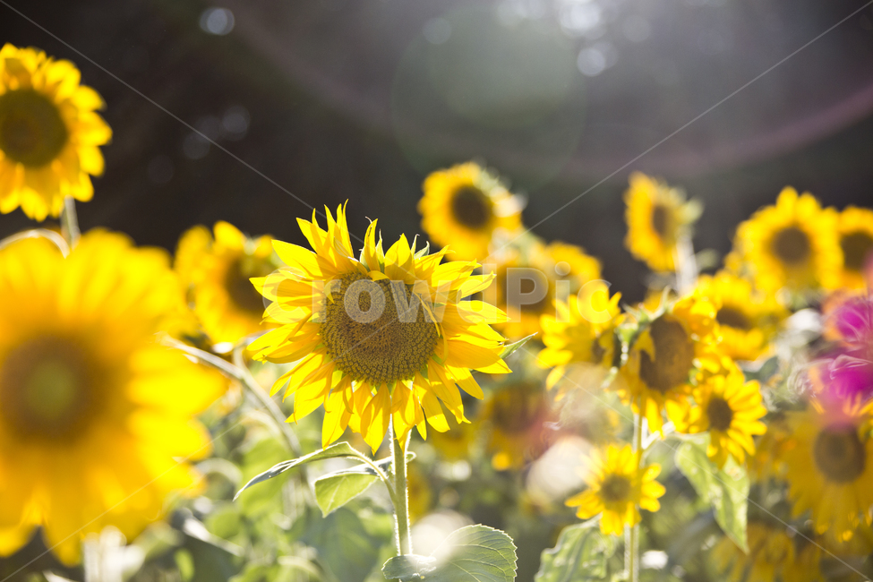 해바라기,sunflower,노란색,꽃,빛,해바라기밭,노랑,꽃밭,식물,자연,plants,nature,꽃,flower