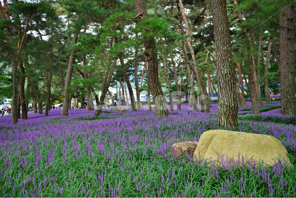 arbour,정자,plant,식물,blossom,flower,꽃,garden,정원,outdoors,옥외,맥문동,맥문동꽃,맥문동솔숲,소나무,솔숲,경북,상주,상주솔숲맥문동,솔숲맥문동,자연,풍경,nature,landscape