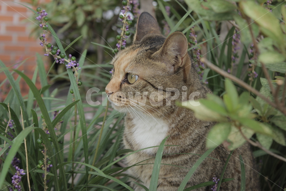 길고양이,치즈냥,삼색냥,동물,cat