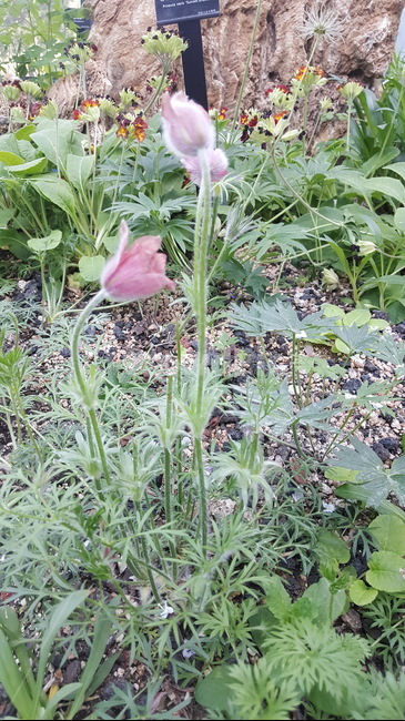 할미꽃,아름다움,질긴생명력,푸르름,생명력,식물,자연,plants,nature
