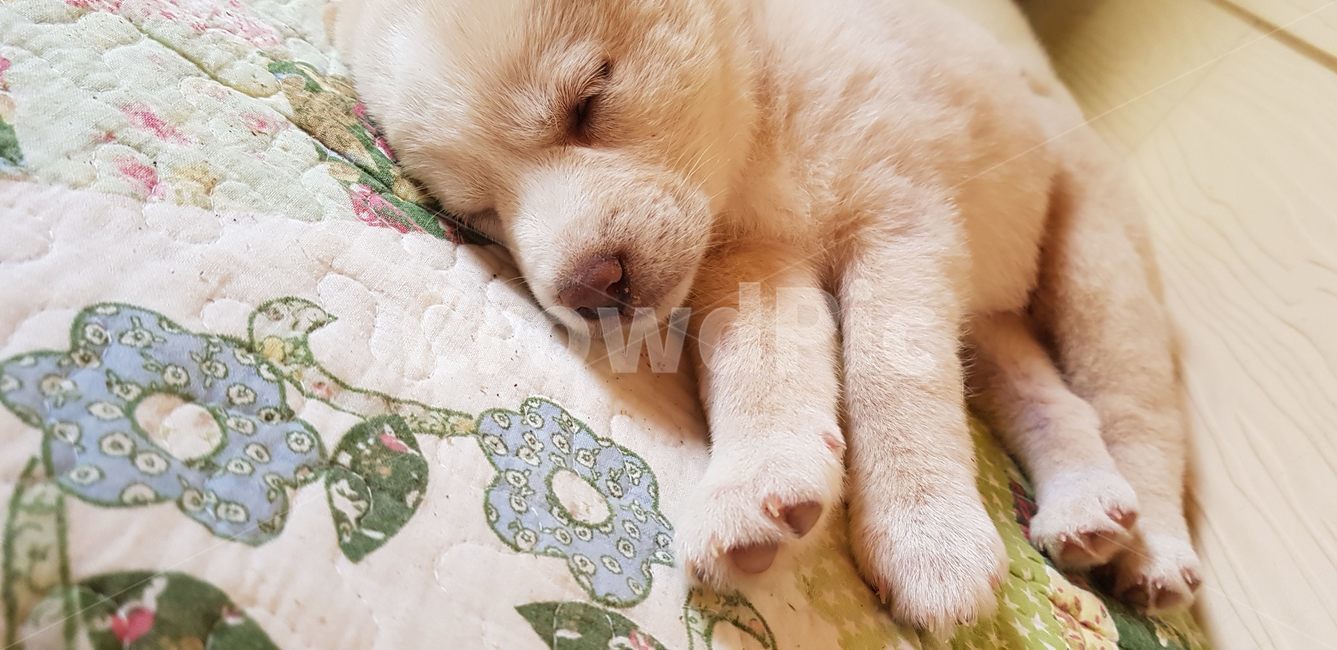 강아지,반려견,귀여운,동물,아기강아지,개,강아지,dog,doggy