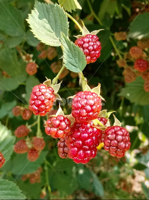 ,Fruit,rubuscoreanus,Bokbunja,Rosaceae,plant,deciduous shrub