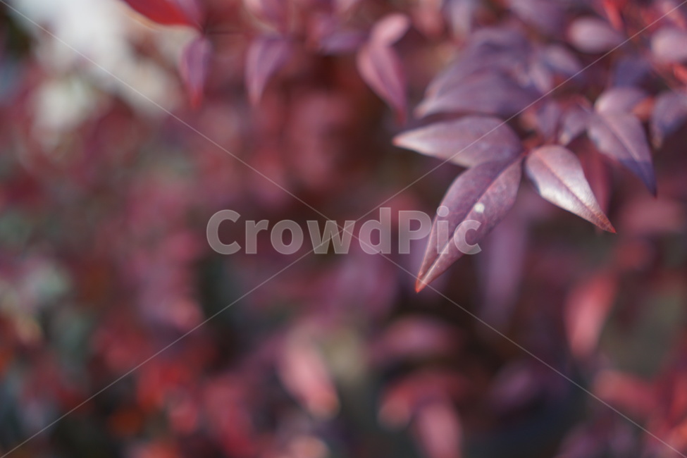 가을,풍경,낙엽,감성사진,쓸쓸,가을풍경,가을,계절,fall,autumn,season,leaf,잎,plant,식물