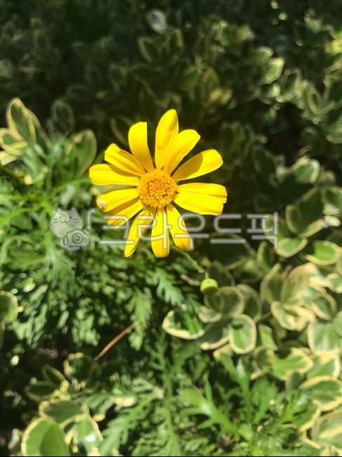 plant,식물,노란색,국화과,솜방망이,구설초,들솜쟁이,yellow,flower,꽃