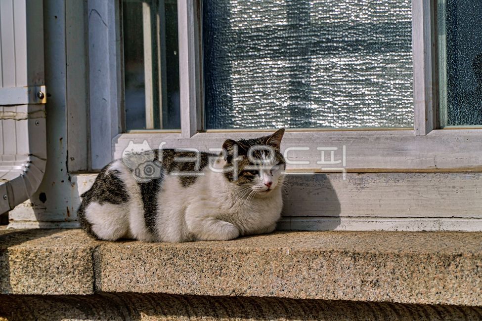 고양이,길고양이,유기묘,동물,animal,cat,alleycat,포유류,애완동물,mammal,pet,창문,창틀,window,windowsill,windowframes,windowledge,동물,animal,포유류,mammal,고양이,cat,kitten,kitty