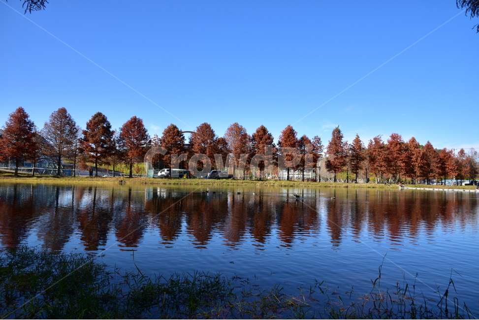 메타세콰이아,dawnredwood,미국삼나무,소나무과,전남담양,metasequoia,반영,가을,계절,fall,autumn,season,자연,풍경,nature,landscape,water,물,outdoors,옥외,lake,호수